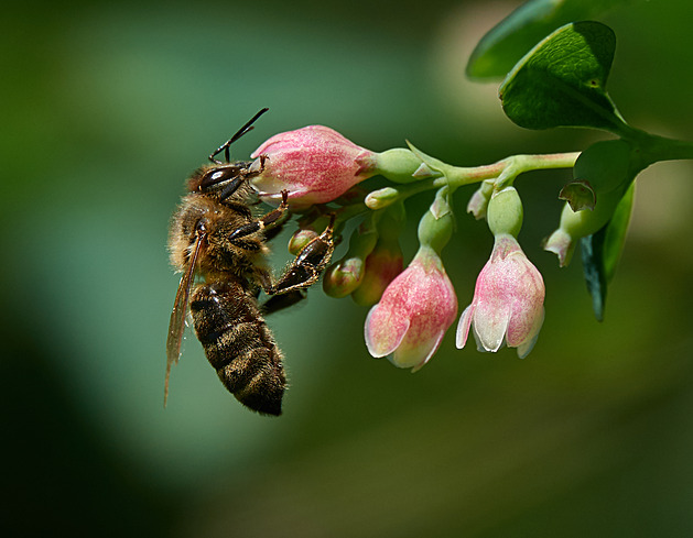 Čím uctí vaše zahrada včely, když zrovna nekvetou ovocné stromy?