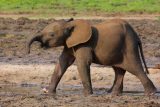 ‚Dcera slona s trusem číslo 21‘. Záchranáři vrátili opuštěnou Nanii po třech letech k její rodině