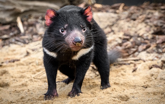 Trvalo tři tisíce let, než se v Austrálii opět narodili tasmánští čertové