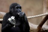 Jak se gorily připravují na stěhování? Chovatelé v pražské zoo je učí už teď chodit do boxů