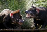 V Austrálii se poprvé narodila mláďata tasmánského čerta. Masožravý vačnatec patří mezi ohrožené druhy
