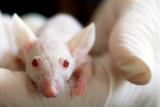 Vědci dokáží prodloužit život myší skoro o čtvrtinu. Nyní řeší, jak vyrobit léky i pro lidi
