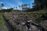 Lesníci zahlazují tisíce hektarů holin po kůrovci. Letos jim při práci přálo chladné a deštivé jaro