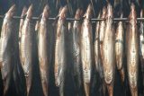 V Botnickém zálivu je nedostatek sleďů. Švédové se obávají, že bude nedostatek rybích specialit