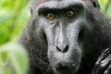 Z děčínské zoologické zahrady utekl devítikilový makak. Ošetřovatelé ho chytili po třech hodinách