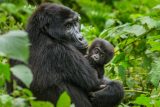 ,Z chráněných území nemají kam expandovat‘. Ochrana goril může vést k častějším infekcím