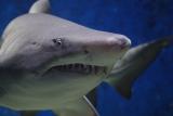 Žraloci před 19 miliony let málem vyhynuli, zjistili američtí vědci. Příčina je zatím záhadou