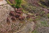 Stádo slonů putující Čínou ztratilo jednoho ze samců. Po 500kilometrové cestě možná zamířilo k domovu