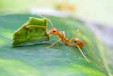 Parazitičtí mravenci málo pracují. Vědci zjistili, že jim chybí řada genů, zvláště těch pro čich