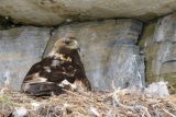 Historický přírůstek. Zoo Hluboká se raduje z prvního odchovaného orla skalního