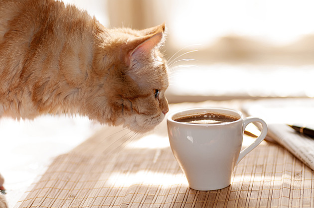 Káva bez kávových zrn? Tým chemiků chce prorazit ve zranitelném průmyslu