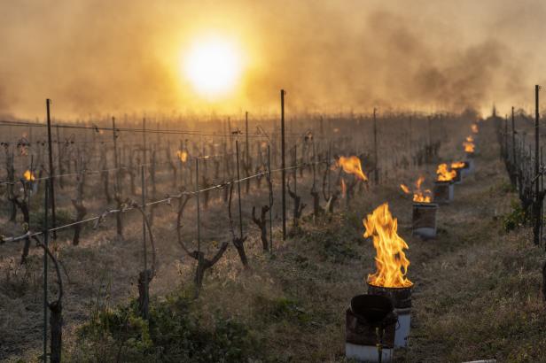 

Jarní mráz, který letos zničil francouzské vinice, bude stále častější. Vědci ukazují na změnu klimatu


