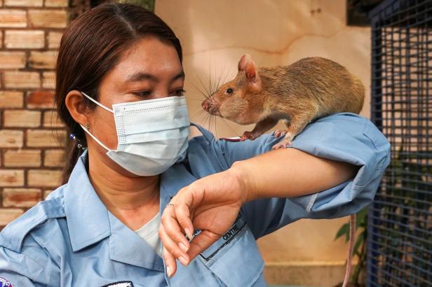 

Na vyhledávání nášlapných min nasazuje Kambodža vycvičené krysy

