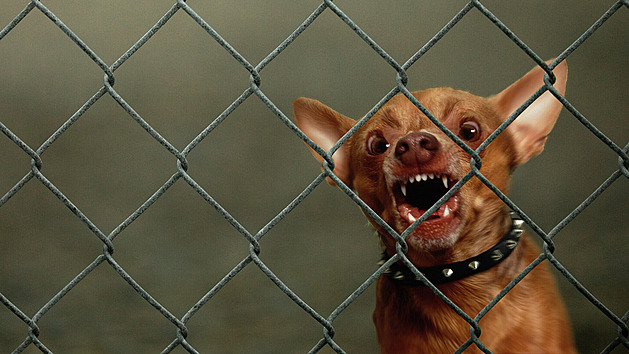 Vědci potvrzují, že malí psi bývají agresivní vzteklouni. Mají vysvětlení
