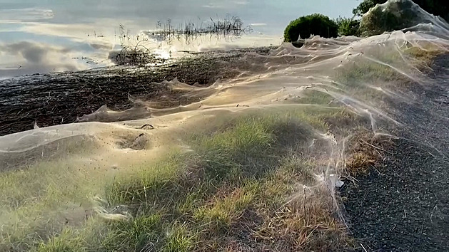 VIDEO: Krajina pokrytá pavučinou. Austrálii po deštích překvapily obří sítě