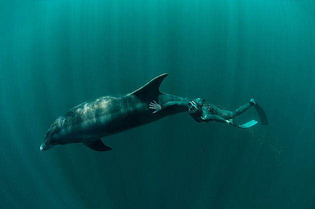 Delfín na španělském pobřeží je miláčkem turistů, úřady před ním varují