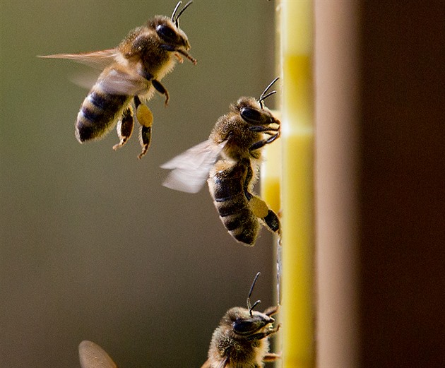Medu je stále méně, včelám se letos nechtělo z úlů vylétat do zimy