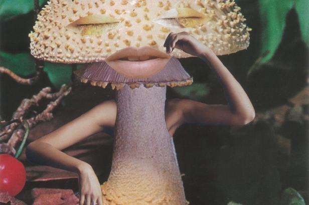 

Jak moc jste na houby? Kvíz prověří, jestli o nich víte houby, nebo je najdete i v kultuře

