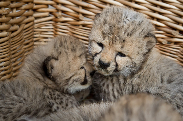 Ve Dvoře Králové se narodilo pět gepardů, zoo k matce připustila dva samce
