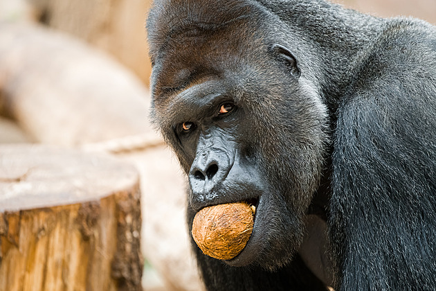 S kokosovým ořechem si gorila hravě poradí, umí ho rozbít i o sklo