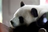 Čína vyřadila pandu velkou ze svého seznamu ohrožených druhů, ve volné přírodě jich žije přes 1800