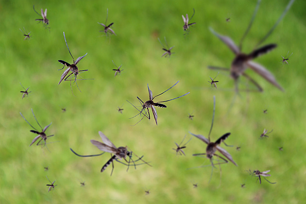 Komáři si člověka umí najít. Na koho jdou víc a proč se v Česku nebát malárie
