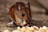 Pasti, jed i hadi. Australští farmáři hledají způsob, jak se zbavit ničivé invaze myší