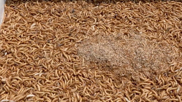 VIDEO: Z červího trusu vyrábí výborné hnojivo. Zcela nahradí slepičince