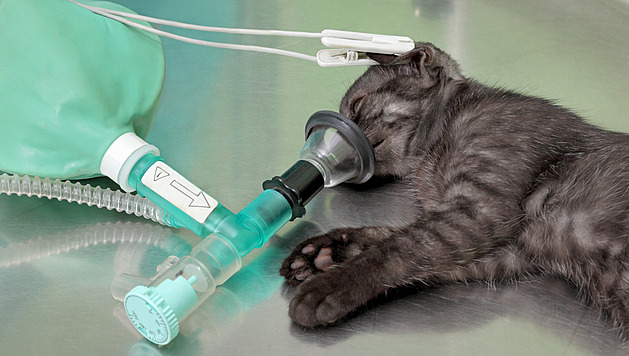 Vědci objevili bakterii, která může za dýchací problémy vaší kočky