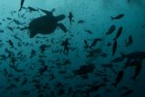 Vědci bojují za záchranu podmořské ‚superdálnice‘. Spojuje Galapágy a Kokosový ostrov