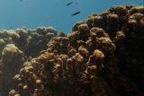 Záhadnou nemoc korálů v Karibiku může podle vědců způsobovat odpadní voda z lodí