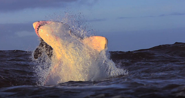 Filmaři natočili první létající velké bílé žraloky u Nového Zélandu