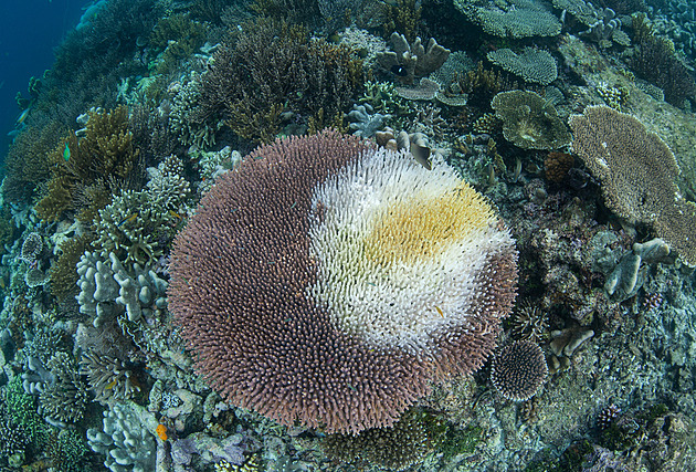 Korály v Karibiku decimuje odpadní voda z lodí, soudí vědci. Infekce se šíří